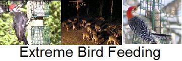 ExtremeBirdFeeding