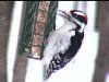 DownyWoodpecker