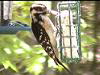 HairyWoodpecker