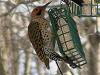 NorthernFlicker