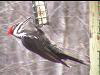 PilliatedWoodpecker